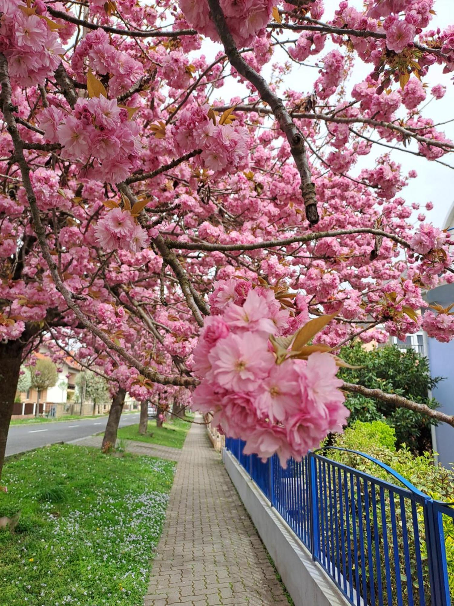 Laguna Apartmanhaz Hévíz Dış mekan fotoğraf