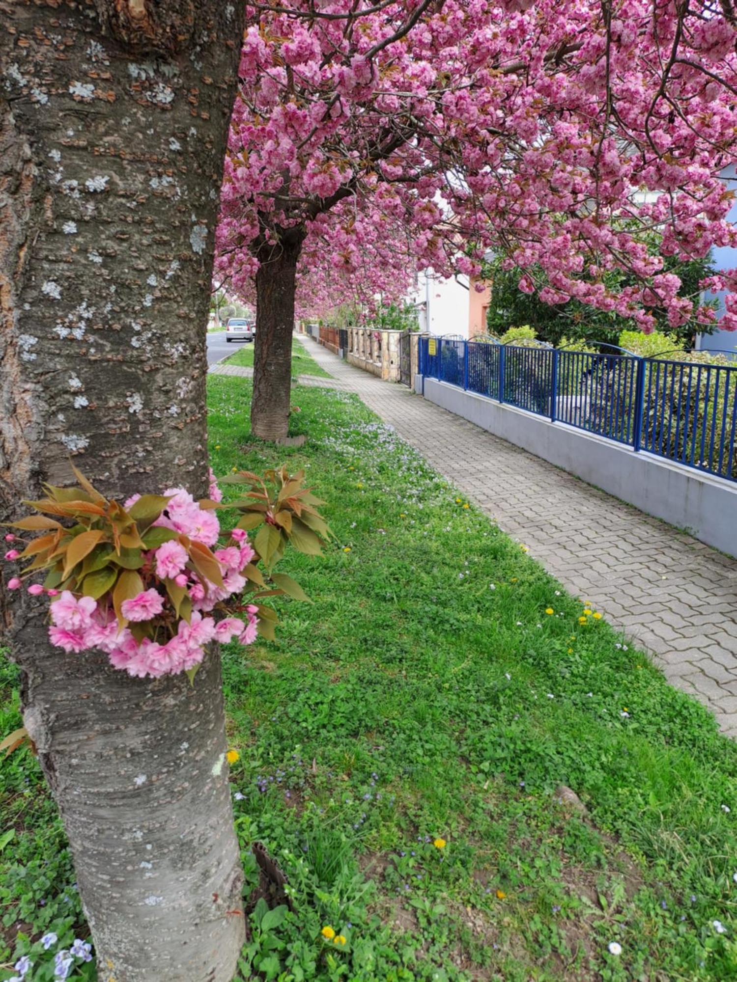 Laguna Apartmanhaz Hévíz Dış mekan fotoğraf